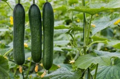 668.su黑料吃瓜网