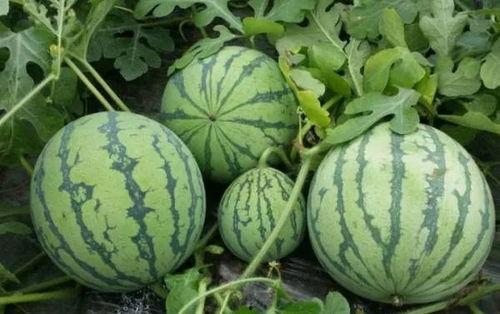 668.su黑料吃瓜网