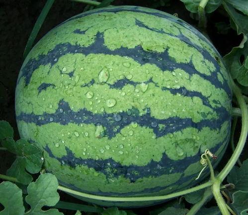 五一吃瓜黑料爆料网红黑料,网红黑料大揭秘