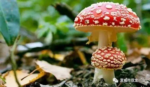 17cg吃瓜官网黑料蘑菇,揭秘网络八卦背后的真相