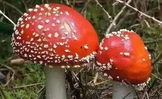 17cg吃瓜官网黑料蘑菇,揭秘网络八卦背后的真相