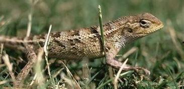 黑料网蜥蜴事件原视频,揭秘网络谣言背后的真相