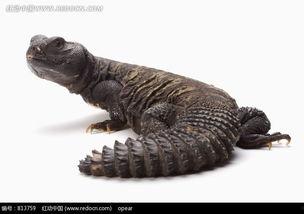 黑料网蜥蜴事件原视频,揭秘网络谣言背后的真相