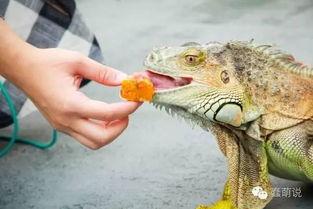 黑料网蜥蜴事件原视频,揭秘网络谣言背后的真相